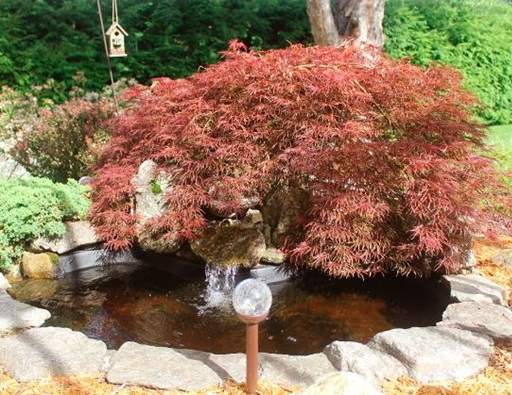 Japanese maple by pond